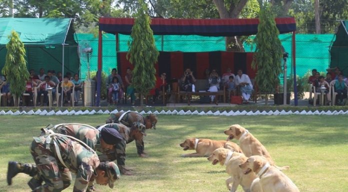 Army Conducts Dog Show for Annual Summer Camp 2019