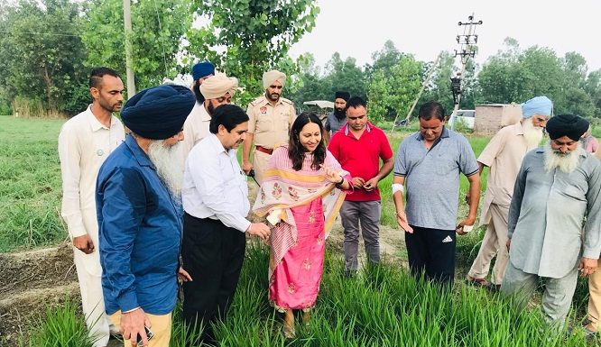 ਹੁਸ਼ਿਆਰਪੁਰ ਜ਼ਿਲੇ ‘ਚ 864 ਏਕੜ ‘ਚ ਹੋਈ ਝੋਨੇ ਦੀ ਸਿੱਧੀ ਬਿਜਾਈ