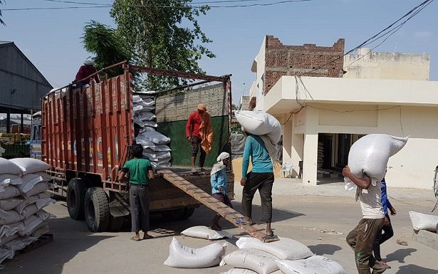 About 5.11 Lakh MT Wheat Procured out of Total Arrival of 5.37 Lakh till Sunday evening